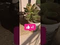 Dil #garden garden ho gaya! Music:Musician:IksonLicense:https://ikson.com/track/28/walk