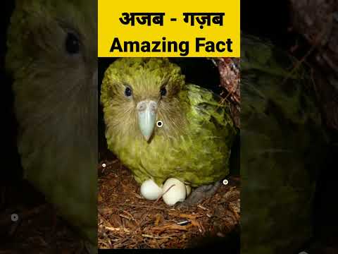 # Kakapo Parrot # Factsinhindi | Fact & Fun With Joy | Amazing Fact | Youtube Shorts | Short Vedio..