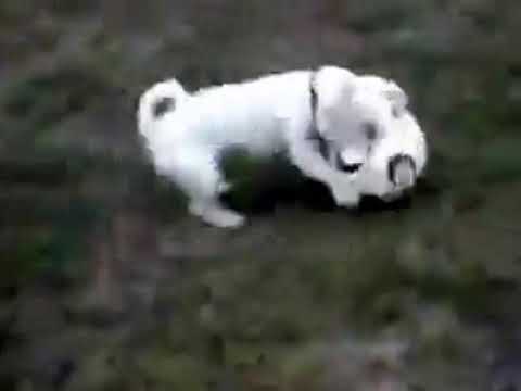 dicas infaliveis para enlouquecer um homem Cachorro jogando Futebol