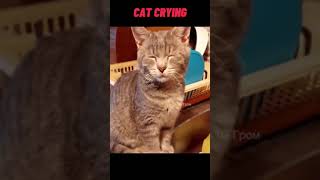 Funny Stuff - Wtf Fail Moments - Cat Crying 