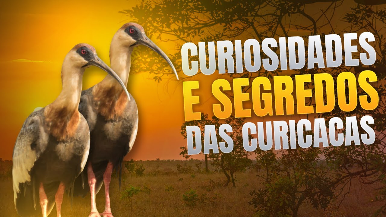 TUDO SOBRE A CURICACA