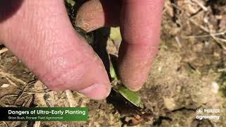 The Dangers of Planting Soybeans Too Early