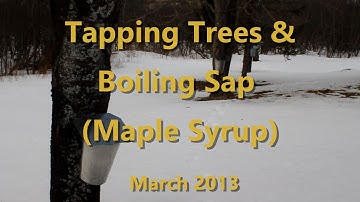Tapping Trees & Boiling Sap (Maple Syrup) 03-10/17-13