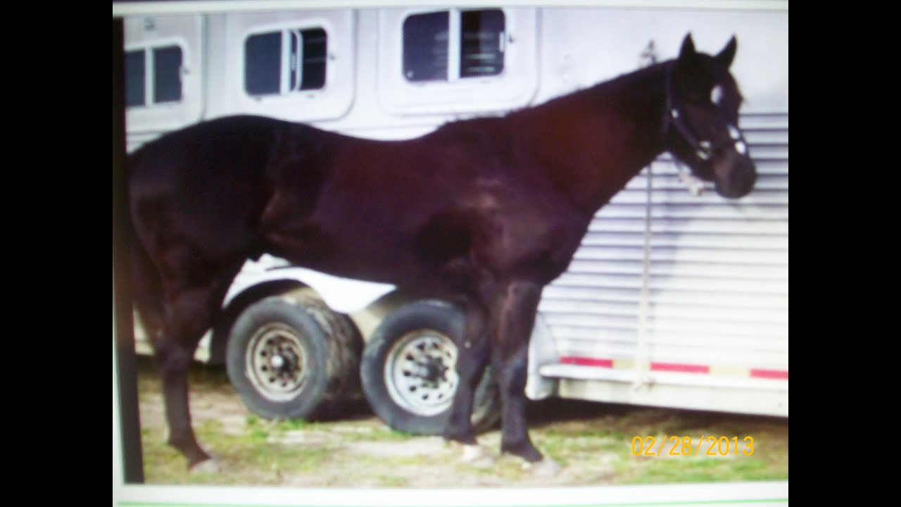 STREAKIN RARE FORM 3 yo stud colt -2014 Futurity Winner in the making