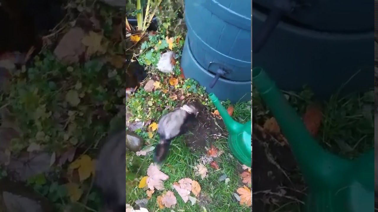 PIM THE FERRET LOVES TO DIG HOLES YouTube