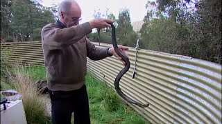 Tiger snake pit in his back yard!