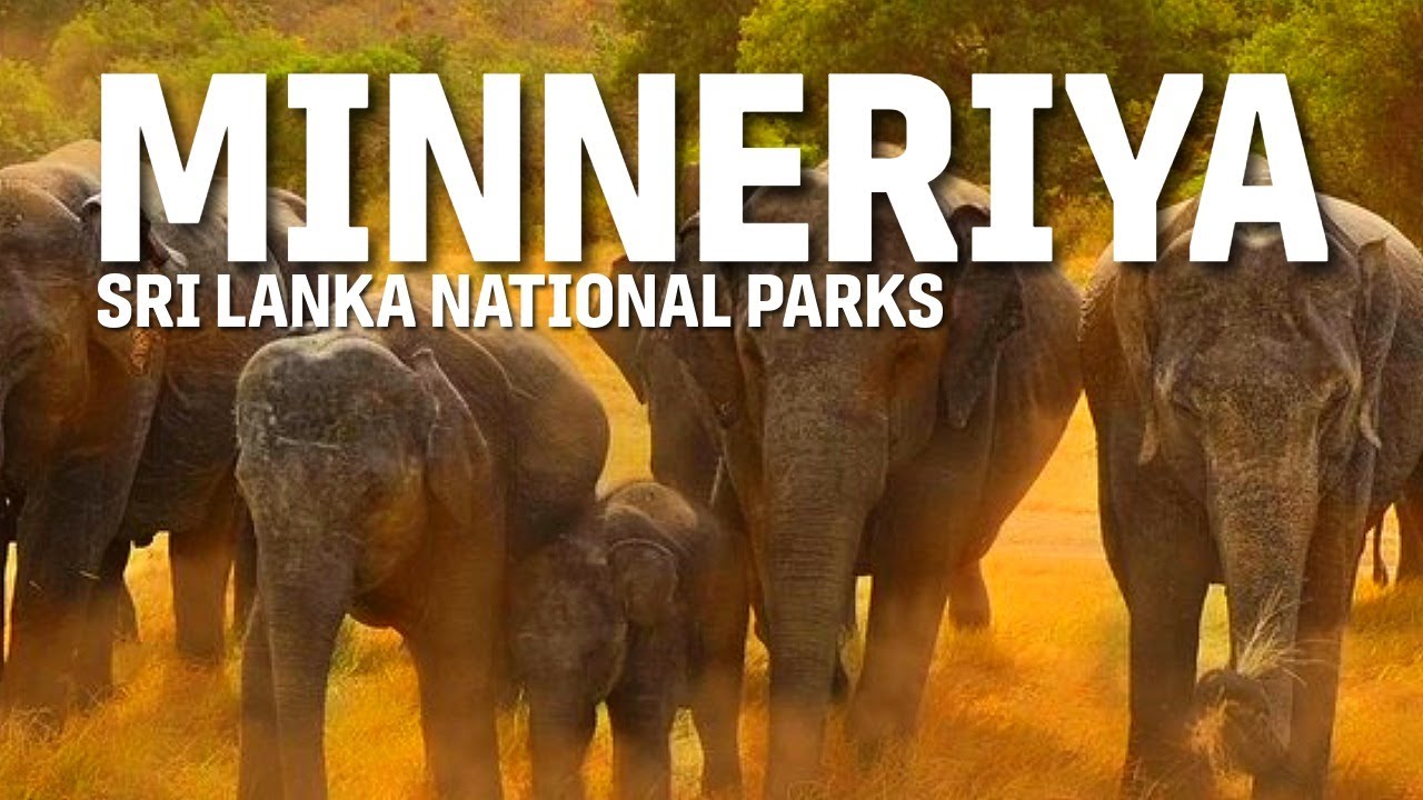 Почему Каудулла и Миннерия — лучшие места для наблюдения за слонами