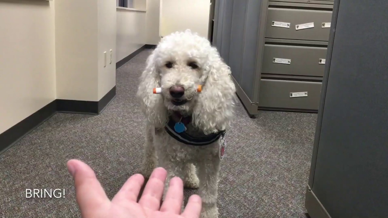 poodle psychiatric service dog