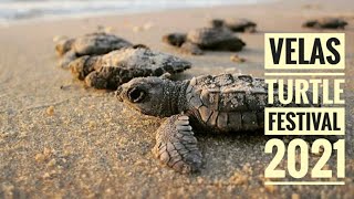 Velas Turtle Festival | Olive Ridley sea Turtle 🐢 | Konkan - Maharashtra