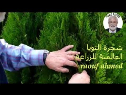 فيديو: Dwarf Thuja (19 صورة): نظرة عامة على أنواع النباتات المتقزمة. كيف تبدو العفص الصغير في تصميم المناظر الطبيعية؟