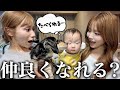 親友のみゆの家にミニぎしと遊びに行ったらハルに襲われて大ピンチ