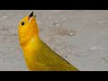 Canário da terra Colômbiano, alimentando seus filhotes #canáriodaterra #birds #coleirosolto 