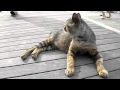 村田亮 - 夏花火 (江の島の猫たち) HD 720p