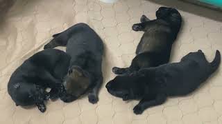 One Week Old German Shepherd Puppies...How to Become a Breeder