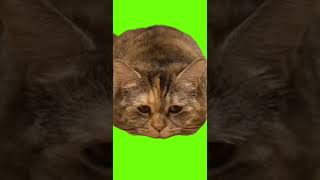 Грустный Котик Лежит На Зеленом Фоне И Мяукает🥺❤