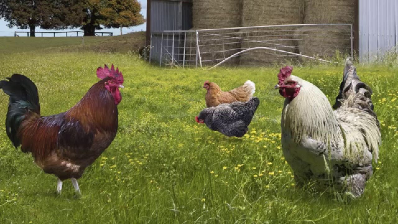 How Much Should I Feed My Chickens? — Chickens in a Minute Video - Backyard  Poultry