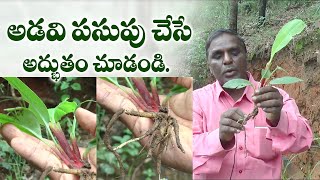 అడవి పసుపు చేసే అద్భుతం.! Curcuma Nilagirica plant | Adavi Pasupu Plant Prayojanalu | Madhava Chetty