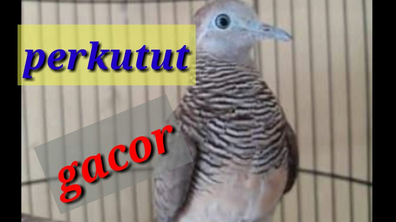 Suara burung perkutut gacor untuk relaksasi 