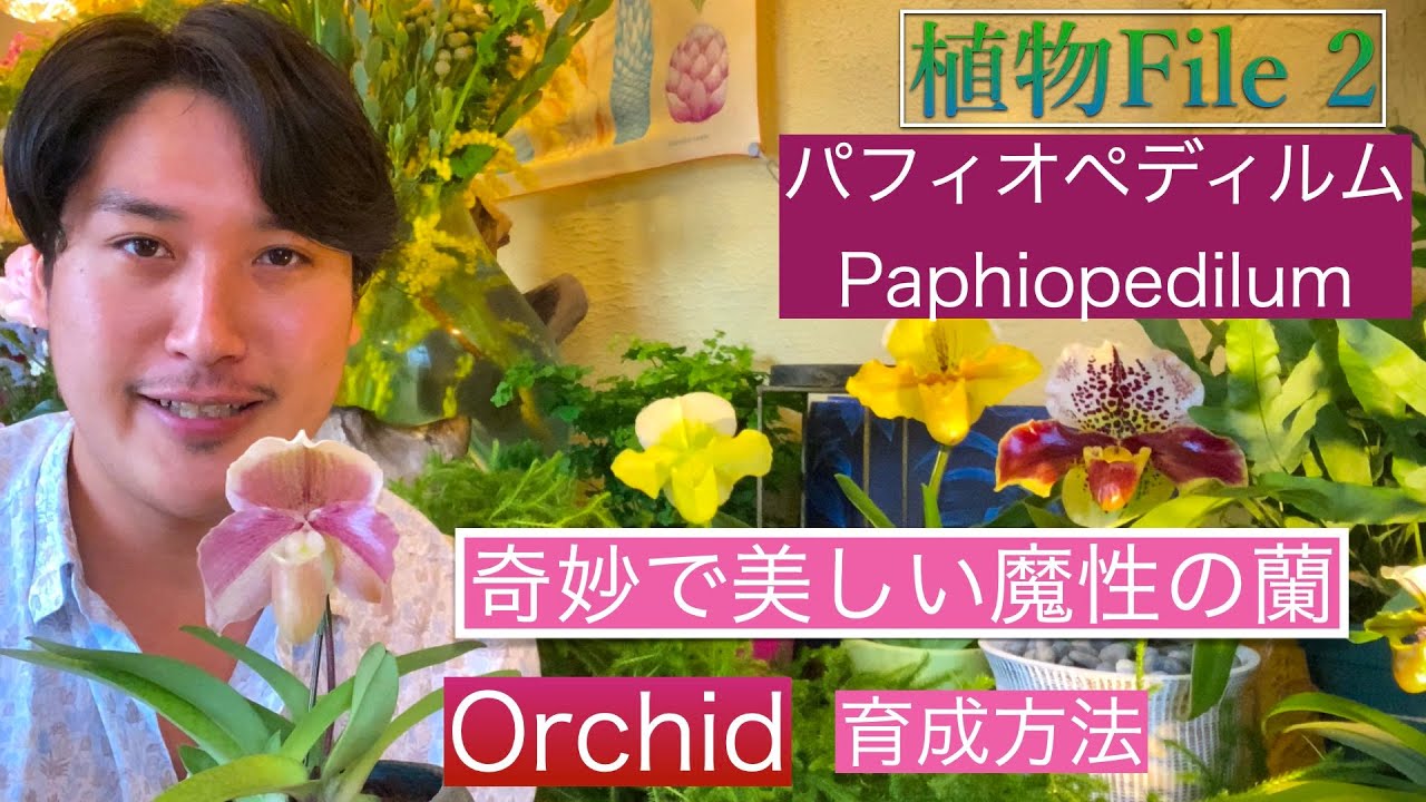 パフィオペディルムPaphiopedilumと暮らす【植物File2】