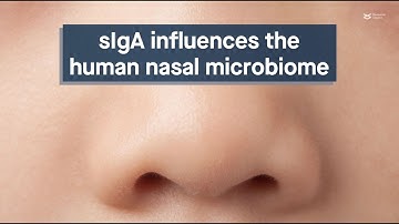Secretory immunoglobulin A affects microbial density in the human nose