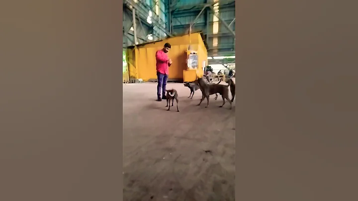 Dostaana 🥰❤#shorts #short #youtubeshorts #ytshorts #trending #viral #shortvideo #shortsvideo #love