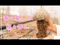 【多肉植物】春の多肉ごと☘️植え替える苗🌱植え替えない苗🌱