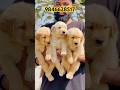 Golden retriever puppies available in kerala #shorts