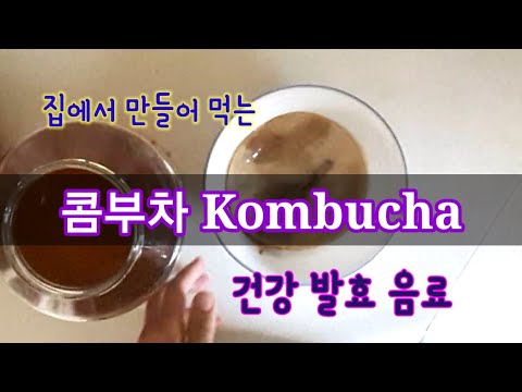 콤부차 만들기 Kombucha