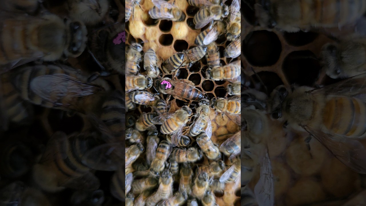 Having A look inside the hive 