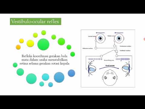 Video: Siapa yang melakukan ujian vestibular?