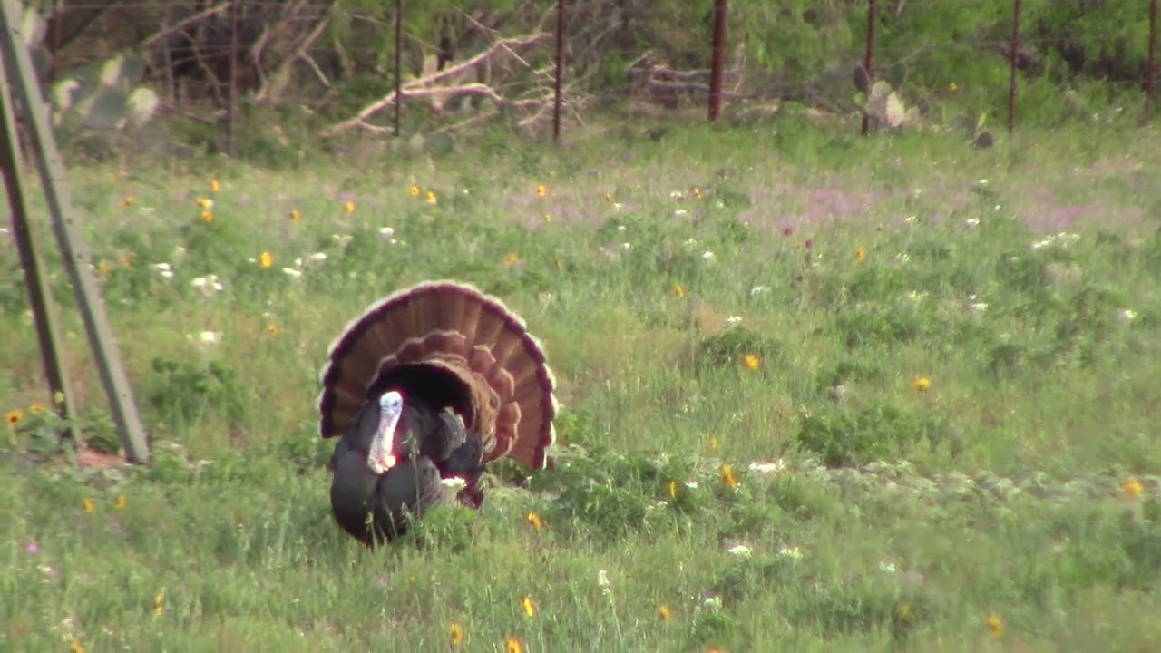 BHC-Spring Turkey-Charlotte TX-King Strut