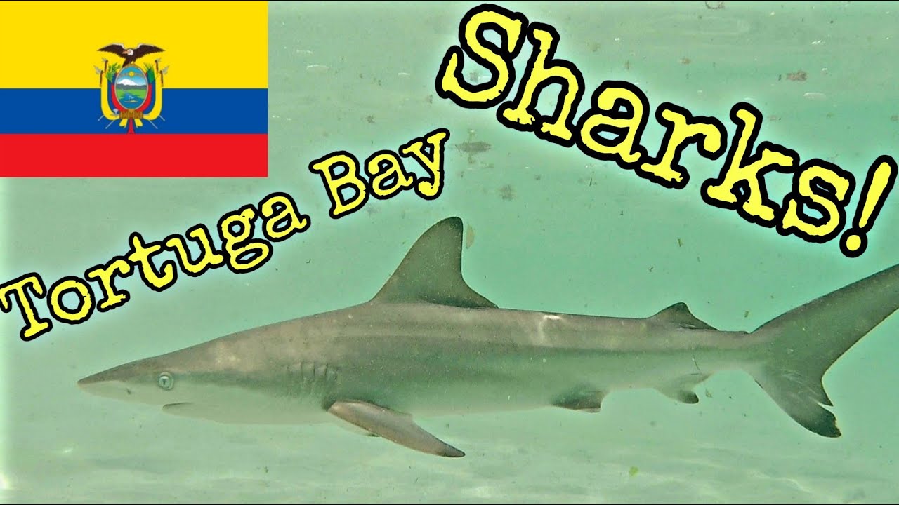 Tortuga Bay Galapagos Sharks: snorkeling with sharks in Tortuga Bay Galapagos
