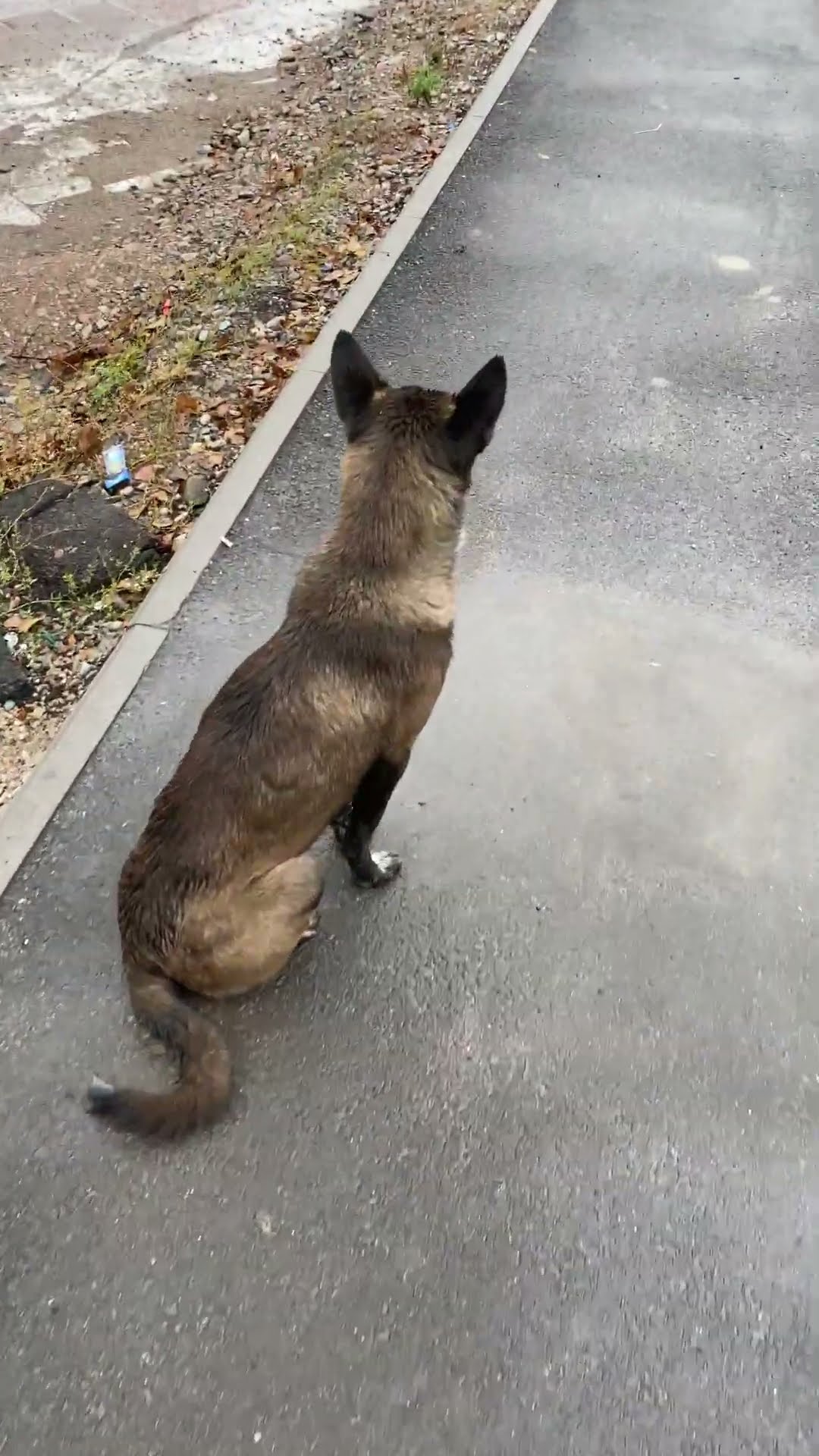 Dog Staring at Road Jumps in Fear When Man Touches Him