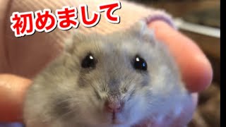 【ハムスター】ブルーサファイアジャンガリアン　おデブなハムスター　ダイエットします