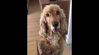 Cute Dogs and Cats Compilation 2022 #43