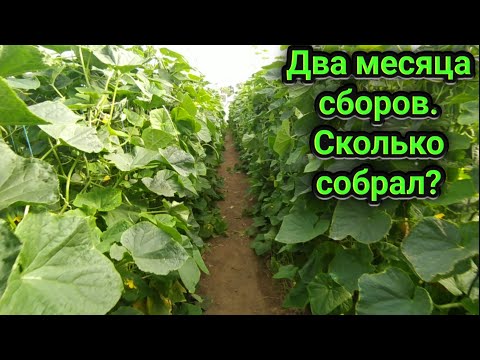 Два месяца сборов огурцов. Сколько ж собрал?