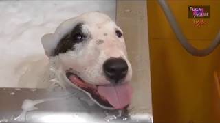 FUGA JAGUJIE（フーガ ジャグジー）│ペット理美容器具メーカー│株式