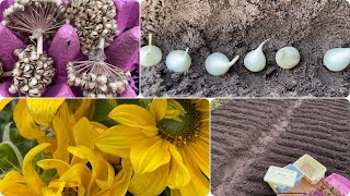Декоративный Лук • аллиум  •  осень: посадка из семян, луковиц. Время сеять и садить