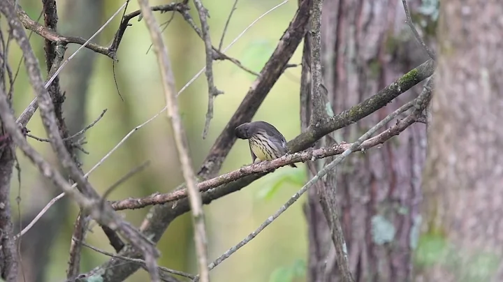Northern Waterthrush