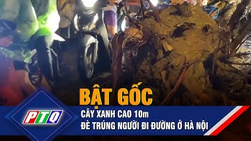 Bật gốc, cây xanh cao 10m đè trúng người đi đường ở Hà Nội | PTQ