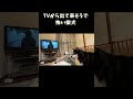 TVから出て来そうで怖い柴犬 #柴犬