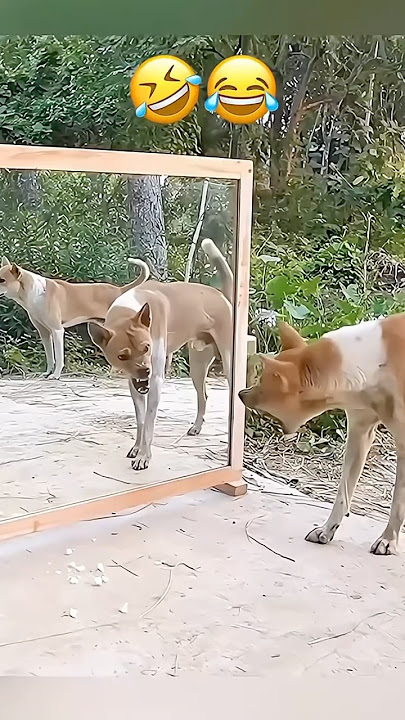 Fanny dog 😂 #dog #fanny #dogfanny