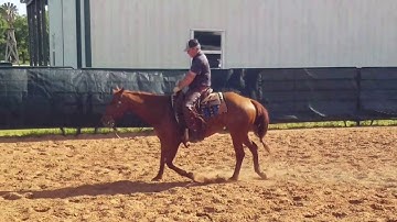 Yada Yada Boon - Trotting & Loping in Arena