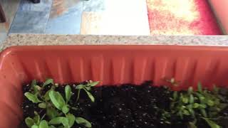 Transplanting Swiss Chard Seedlings into small containers.