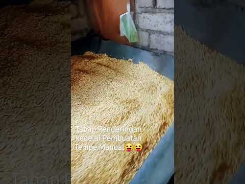 Tahap Pengeringan Kedelai