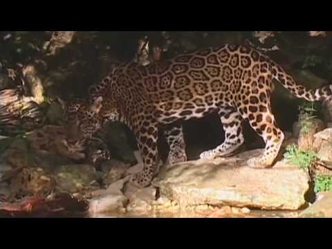 Vidéo: Conseils Pour Repérer Des Jaguars Au Belize - Réseau Matador