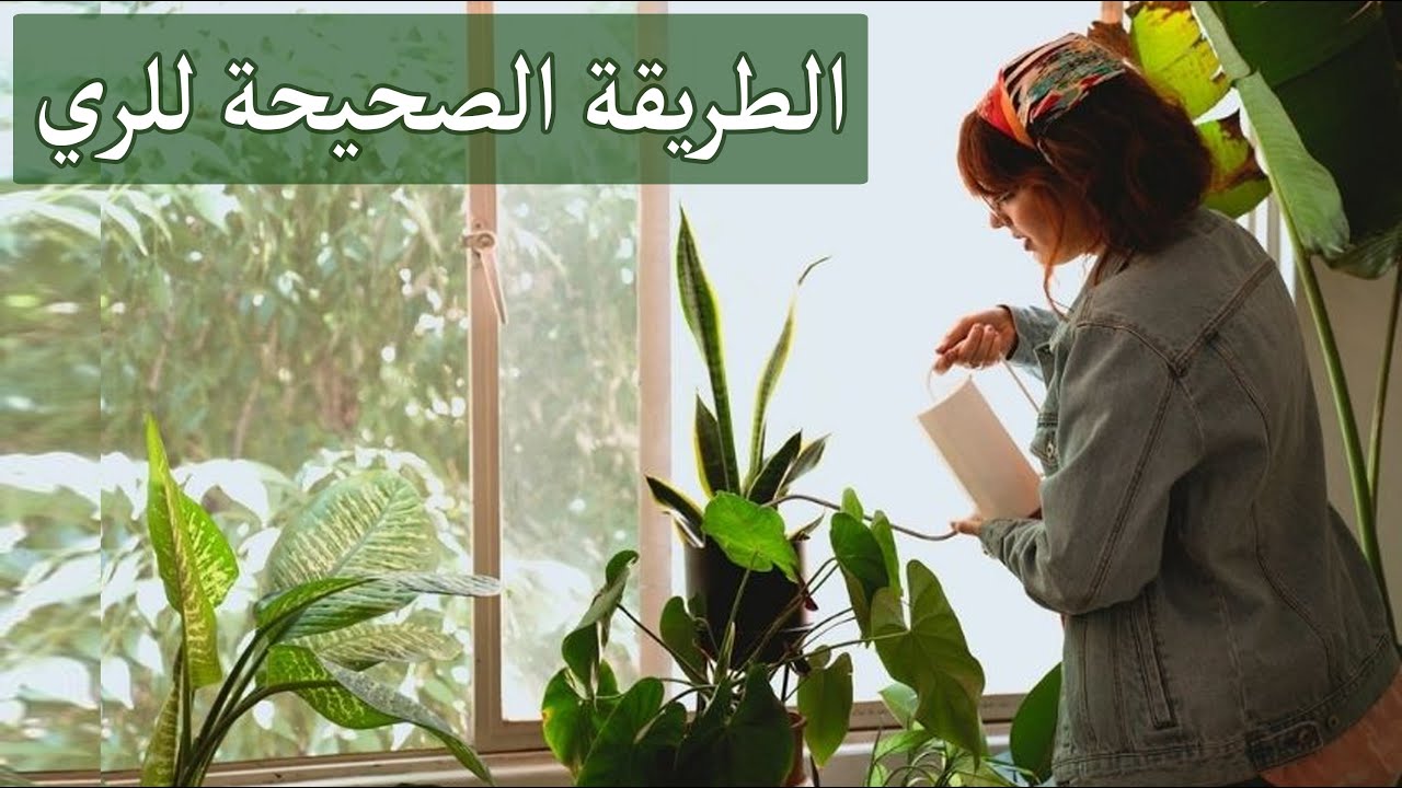 كلشي بتحتاج تعرفه عن الري الصحيح للنباتات الداخلية: طرق الري حسب نوع النبات + ايمتى نسقي نباتاتنا