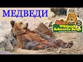 Медведи в Парке Дикой Природы в SCHWARZE BERGE Германия