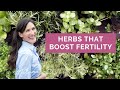 What Herbs are Good for Increasing Fertility?