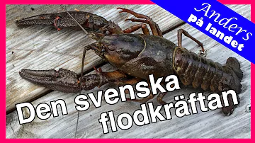 Vad är Kräftskal gjort av?